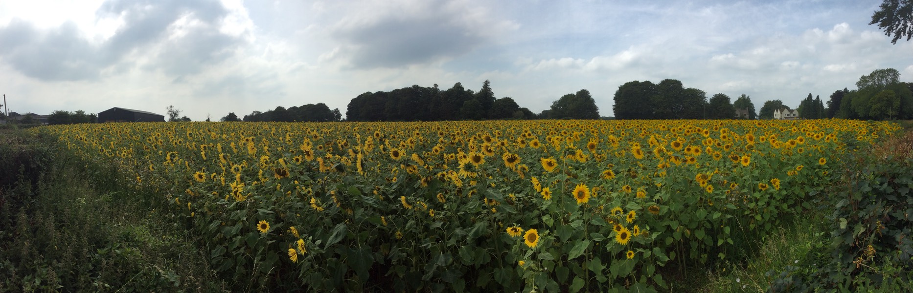 pano_sunflower