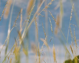 wheatSKY